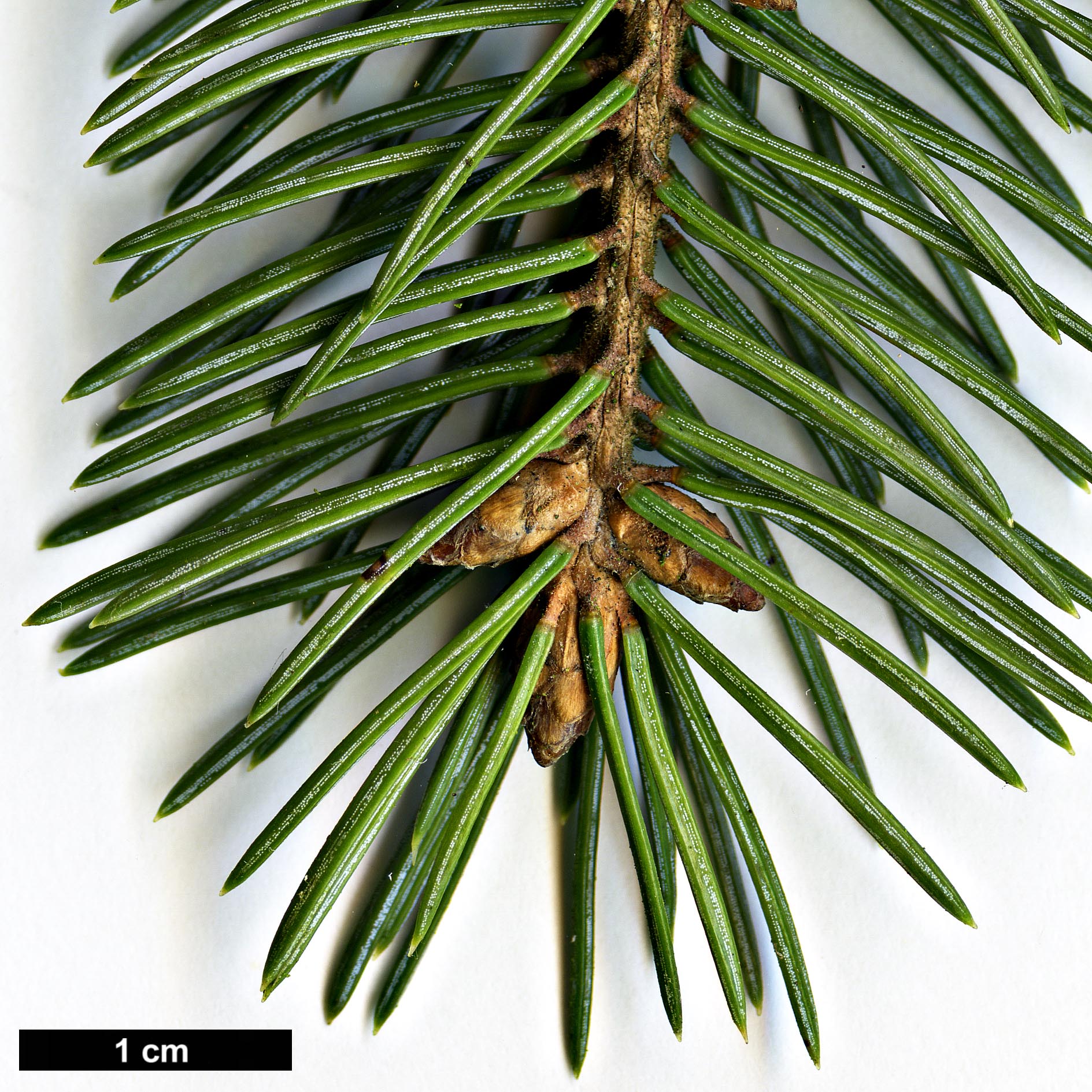 High resolution image: Family: Pinaceae - Genus: Picea - Taxon: ×hurstii (P.engelmannii × P.pungens)